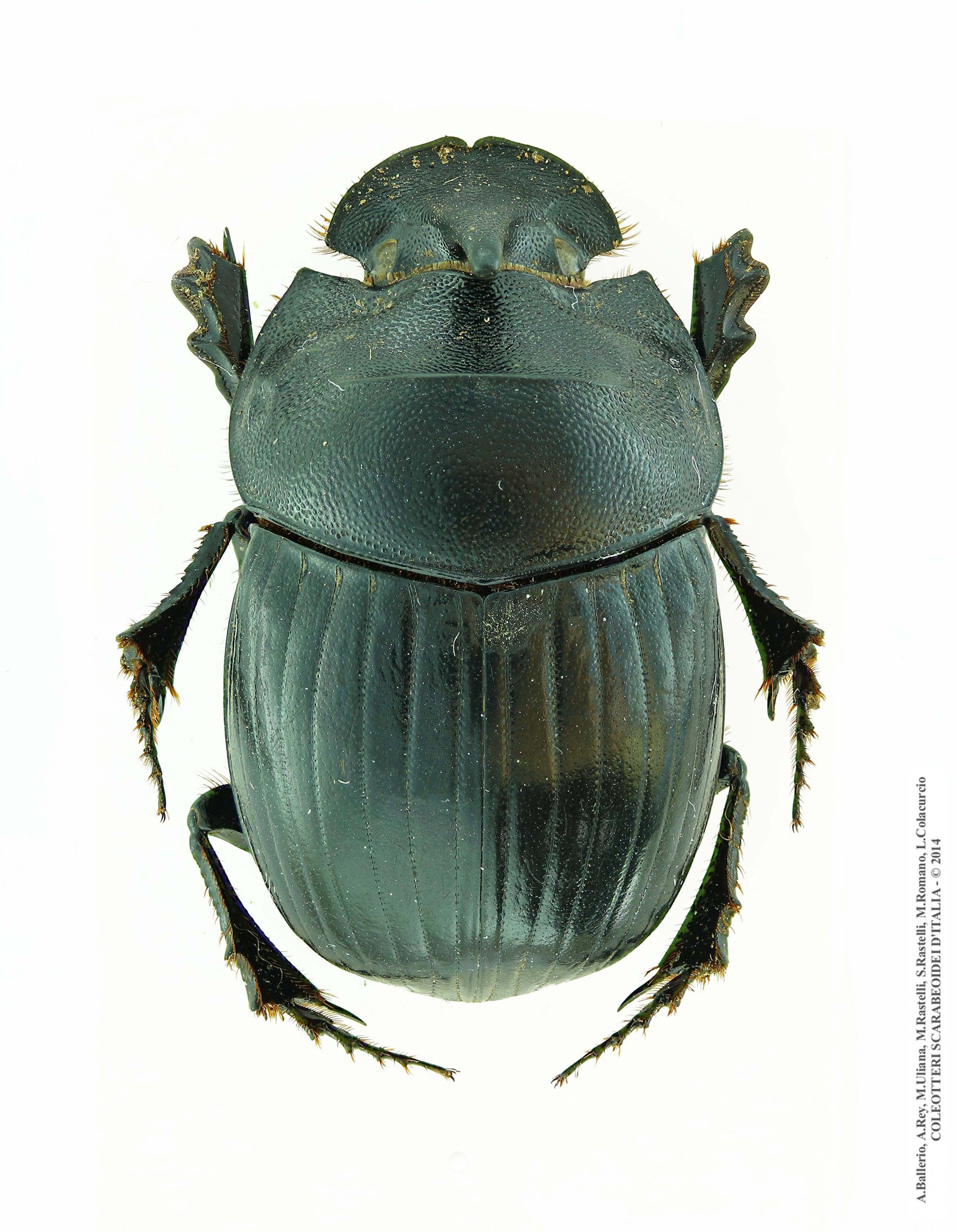 Copris hispanus hispanus, femmina
